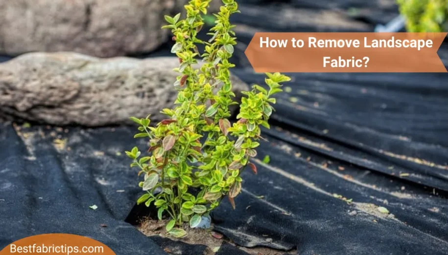 How to Remove Landscape Fabric: 7 Easy Steps to Follow